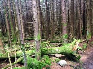 The Mt. Rogers Summit Spur takes you through an amazing forest.