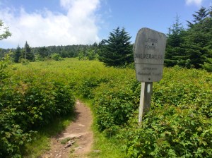Hitting the Lewis Fork Wilderness
