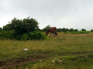 Photo Jul 10, 9 22 20 AM