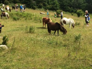 More ponies at the boarder of Grayson Highlands State Park and Washington-Jefferson National Forest.